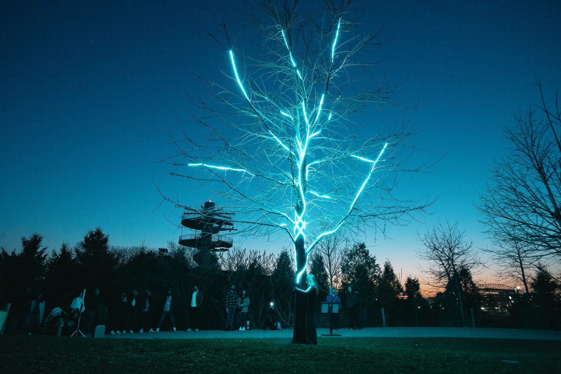 A bare tree in a park at dusk, its branches traced with turquoise light against a deep blue sky.
